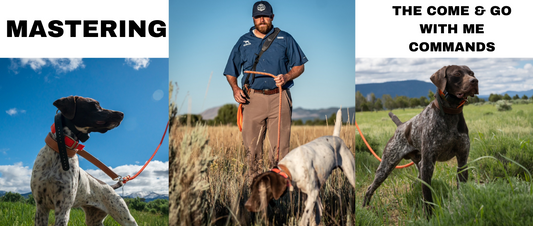 Expert Insights on Perfecting the Silent 'Come, Go With Me' Drill for Gun Dog Training