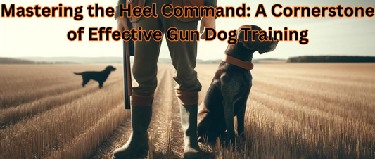 Mastering the Heel Command: A Cornerstone of Effective Gun Dog Training