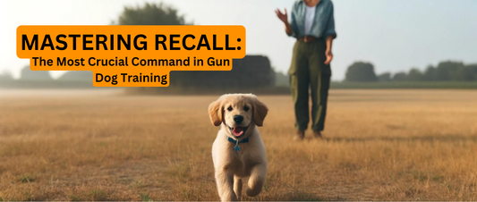 Mastering Recall: The Most Crucial Command in Gun Dog Training