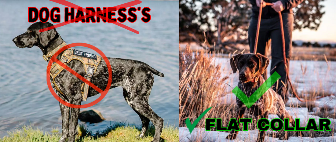 The Importance of Proper Training Gear for Bird Dogs: Harness vs. Flat Collar