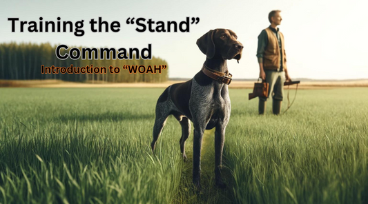 Unleashing the Power of the Stand Command in Gun Dog Training