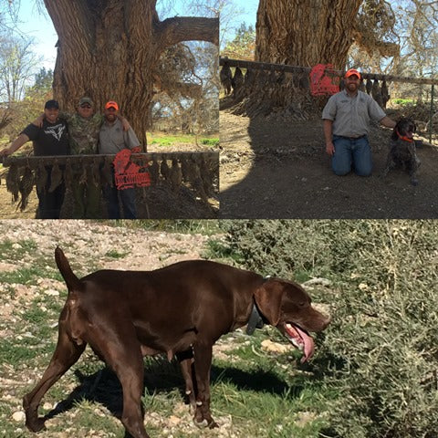 Experience the Thrill: Best Gun Dogs Guiding Services