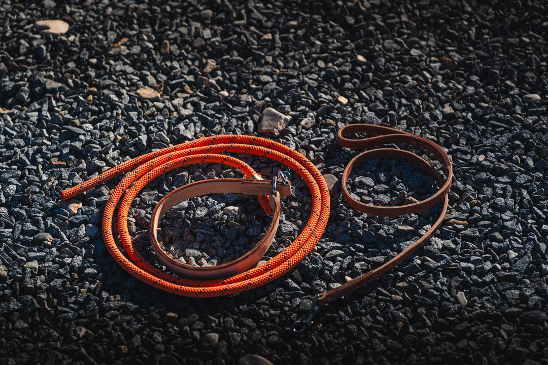 Leather Training Collar vs. Prong Collar: What’s the Difference?