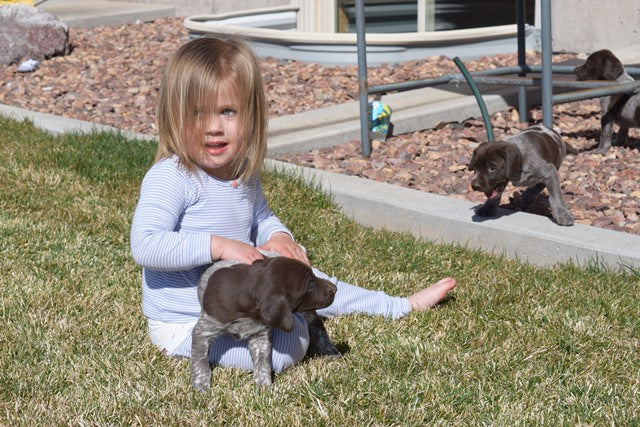 Find Your Perfect Companion: German Shorthaired Pointer Puppies Available Now!