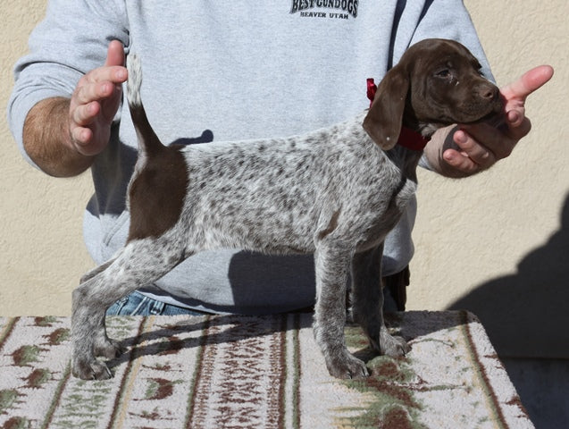 German Shorthair Puppies For Sale