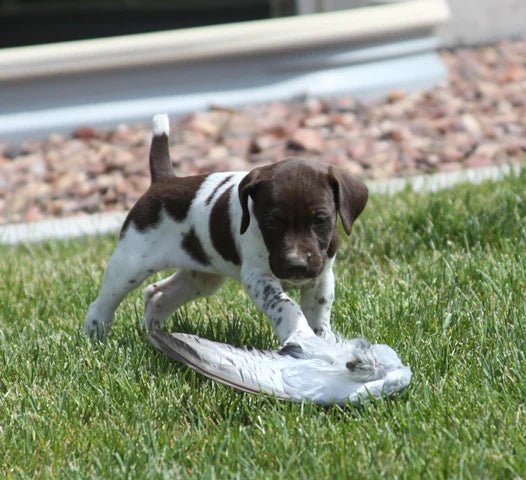 Spring into Action: Bird Dog Training Season Is Here!