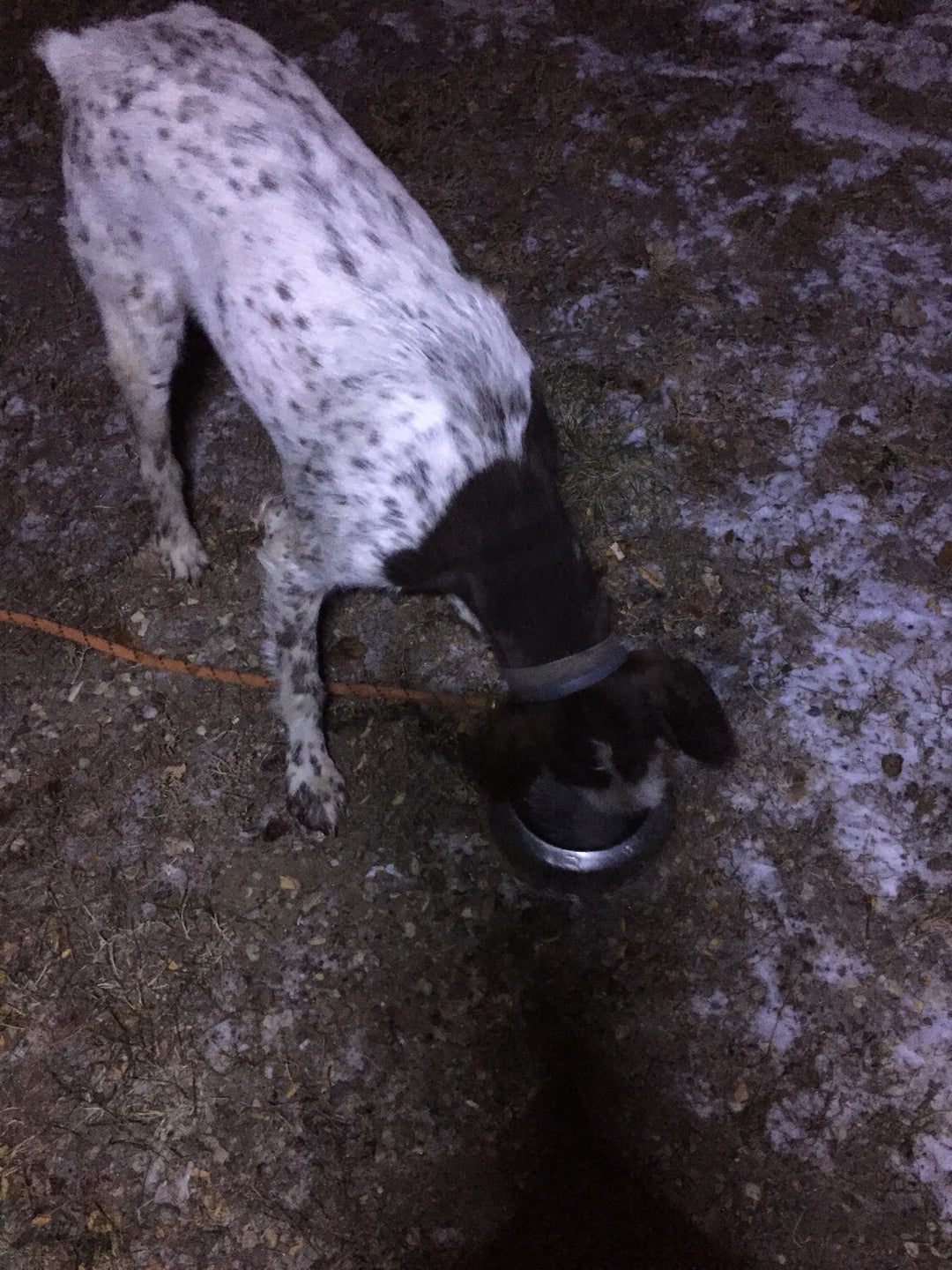 Ensuring Canine Wellness on Distant Hunts: Tips from the Road