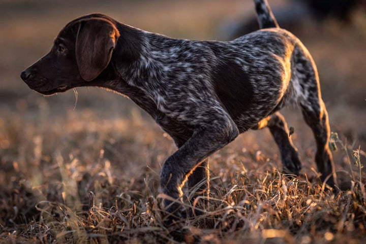 Puppy Deposit showing a German Shorthaired Pointer puppy in a field demonstrating natural hunting instincts.
