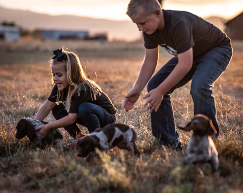 Puppy Deposit image of two children playing with hunting puppies in a sunlit field at sunset.