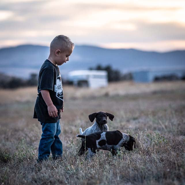 Puppy Deposit featuring a young child standing near two hunting dog puppies in a field at dusk.