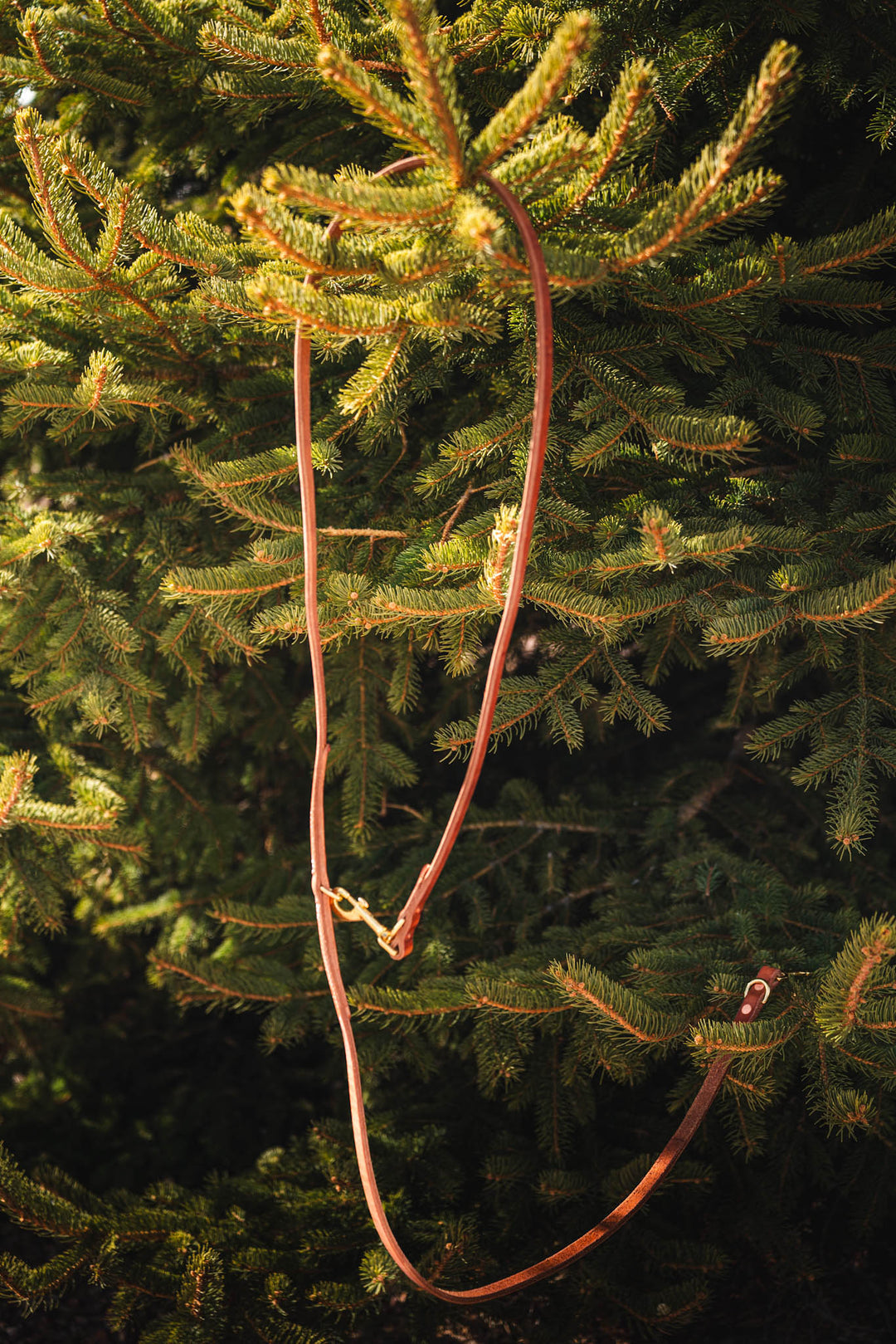 Jaeger Lead used during a German Shorthaired Pointer training session. Ideal for professional bird dog training and upland hunting dogs retrieving game. Perfect gear for puppy training courses demonstration.