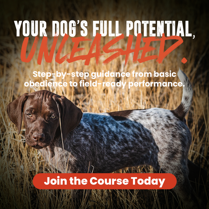Best Gun Dogs Training Course