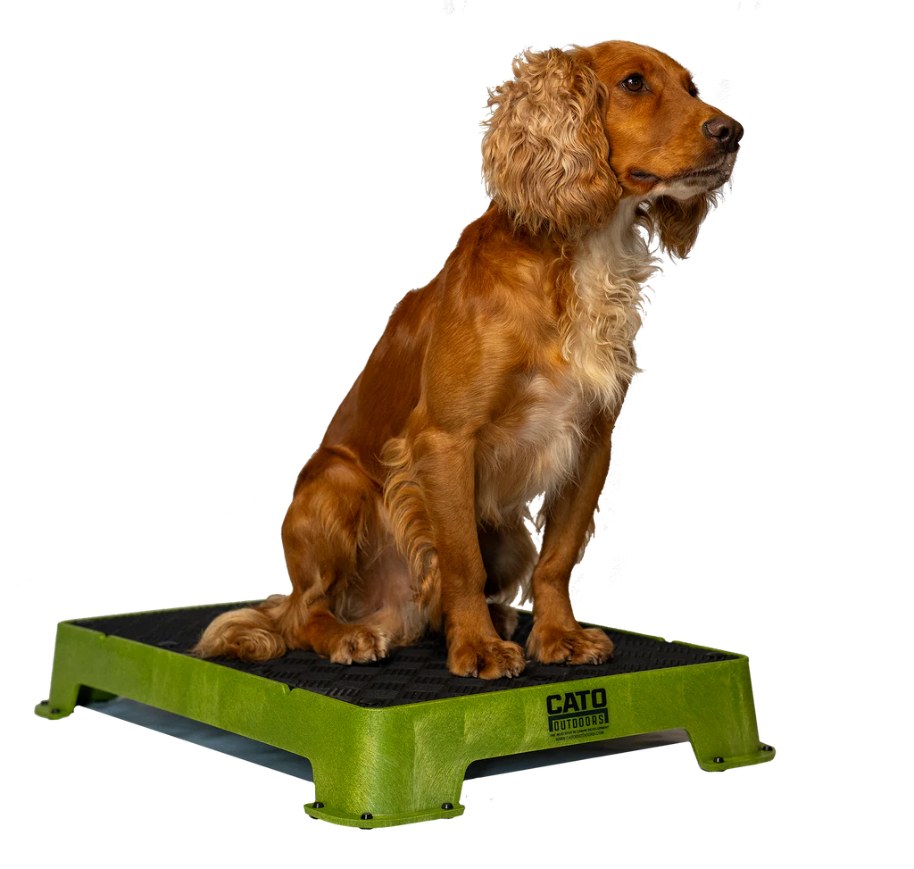 Cato Board Dog Training Platform – The Ultimate Place Board for Dogs Moss (tan) Rubber used during a German Shorthaired Pointer training session. Ideal for professional bird dog training and upland hunting dogs retrieving game. Perfect gear for puppy training courses demonstration.