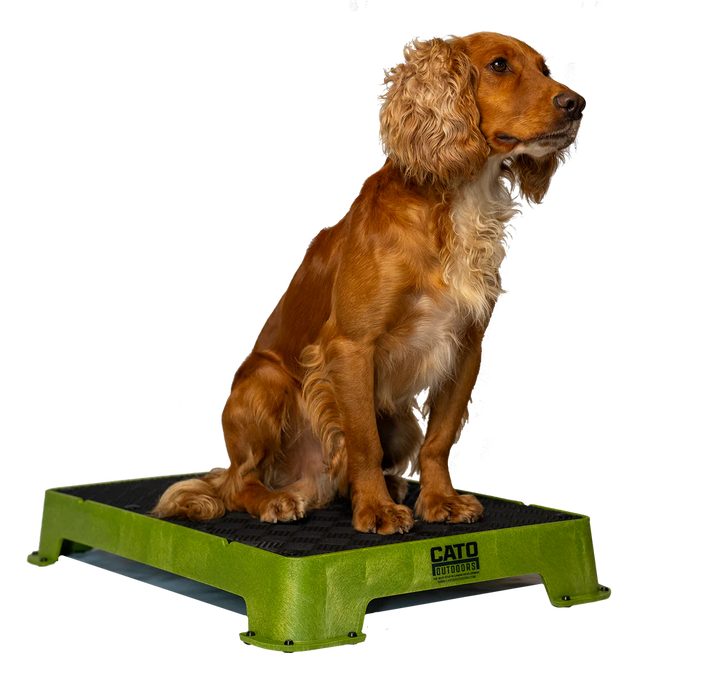 Cato Board Dog Training Platform – The Ultimate Place Board for Dogs Moss (tan) Rubber used during a German Shorthaired Pointer training session. Ideal for professional bird dog training and upland hunting dogs retrieving game. Perfect gear for puppy training courses demonstration.