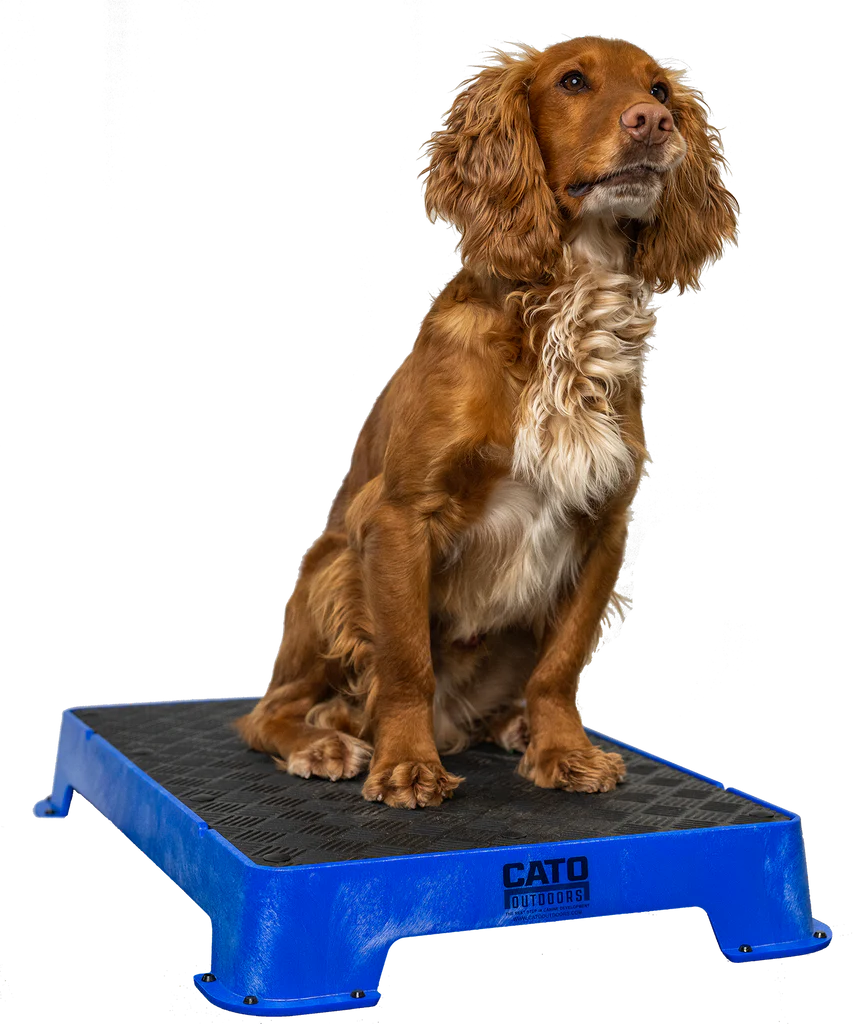 Cato Board Dog Training Platform – The Ultimate Place Board for Dogs used during a German Shorthaired Pointer training session. Ideal for professional bird dog training and upland hunting dogs retrieving game. Perfect gear for puppy training courses demonstration.