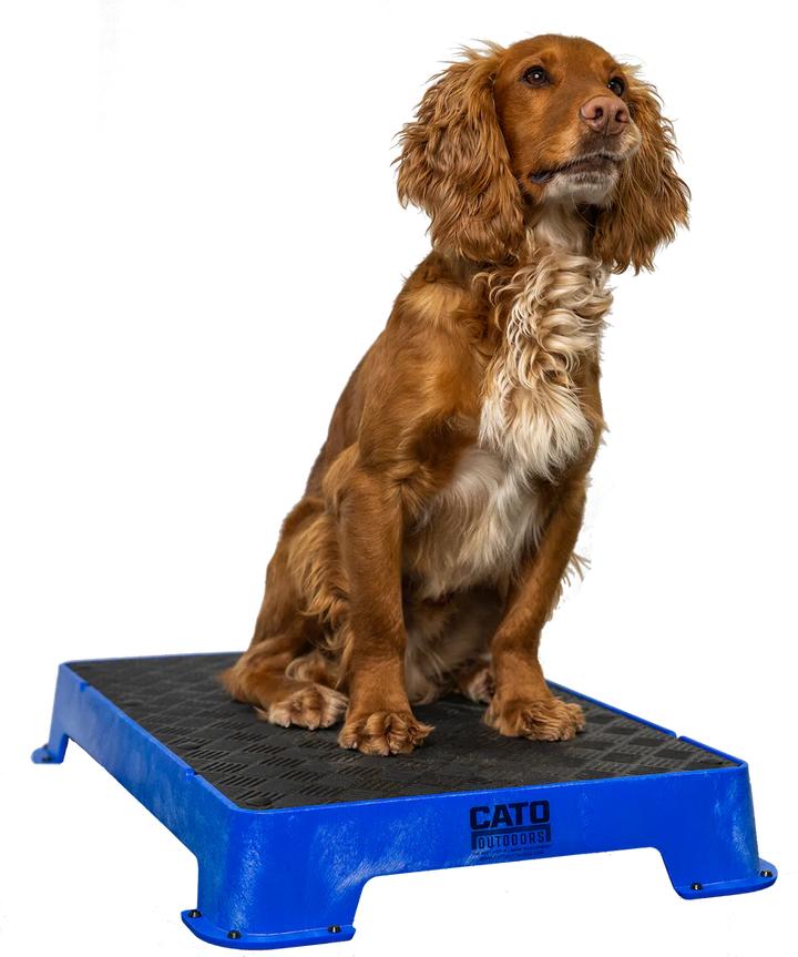 Cato Board Dog Training Platform – The Ultimate Place Board for Dogs used during a German Shorthaired Pointer training session. Ideal for professional bird dog training and upland hunting dogs retrieving game. Perfect gear for puppy training courses demonstration.