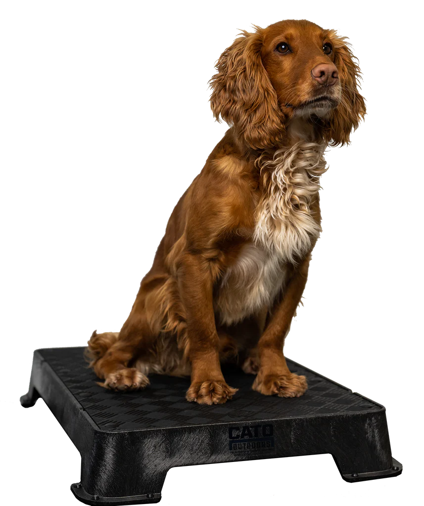 Cato Board Dog Training Platform – The Ultimate Place Board for Dogs used during a German Shorthaired Pointer training session. Ideal for professional bird dog training and upland hunting dogs retrieving game. Perfect gear for puppy training courses demonstration.