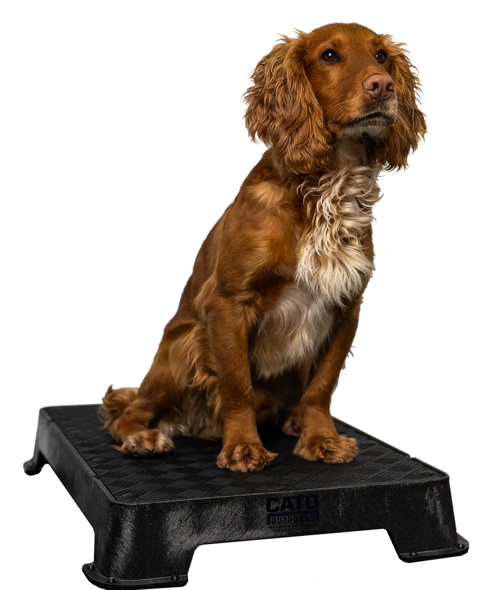Cato Board Dog Training Platform – The Ultimate Place Board for Dogs used during a German Shorthaired Pointer training session. Ideal for professional bird dog training and upland hunting dogs retrieving game. Perfect gear for puppy training courses demonstration.