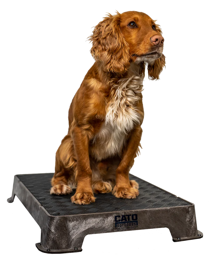 Cato Board Dog Training Platform – The Ultimate Place Board for Dogs used during a German Shorthaired Pointer training session. Ideal for professional bird dog training and upland hunting dogs retrieving game. Perfect gear for puppy training courses demonstration.