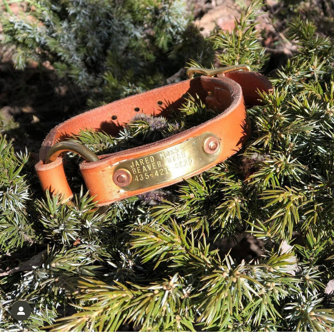 Premium English Bridle Leather Dog Collar with Custom Name Plate used during a German Shorthaired Pointer training session. Ideal for professional bird dog training and upland hunting dogs retrieving game. Perfect gear for puppy training courses demonstration.