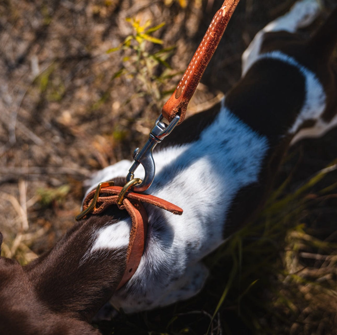 Puppy Collar used during a German Shorthaired Pointer training session. Ideal for professional bird dog training and upland hunting dogs retrieving game. Perfect gear for puppy training courses demonstration.