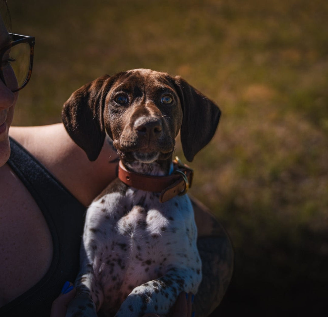 Puppy Collar used during a German Shorthaired Pointer training session. Ideal for professional bird dog training and upland hunting dogs retrieving game. Perfect gear for puppy training courses demonstration.