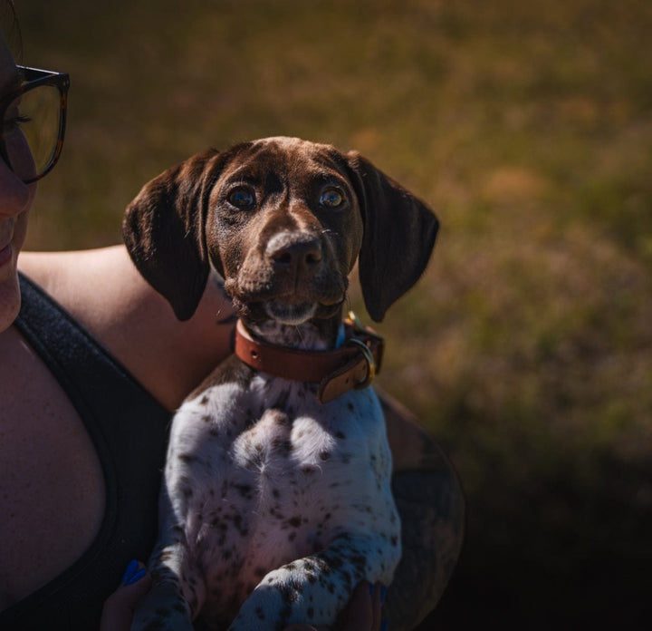 Puppy Collar used during a German Shorthaired Pointer training session. Ideal for professional bird dog training and upland hunting dogs retrieving game. Perfect gear for puppy training courses demonstration.