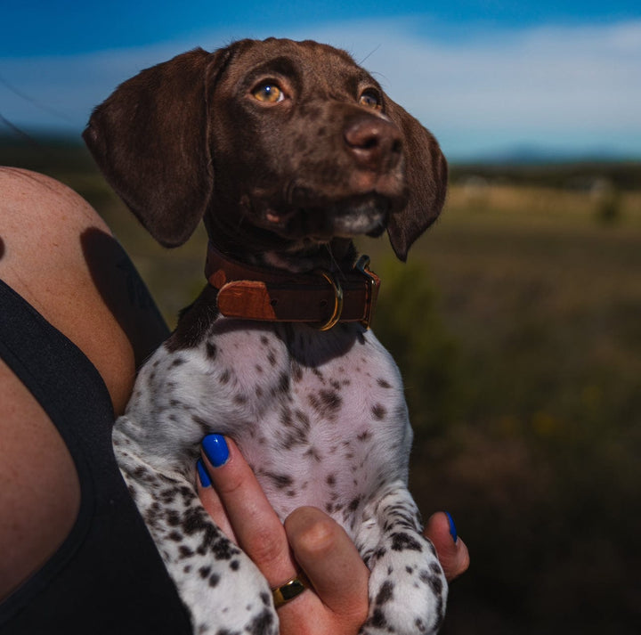 Puppy Collar used during a German Shorthaired Pointer training session. Ideal for professional bird dog training and upland hunting dogs retrieving game. Perfect gear for puppy training courses demonstration.