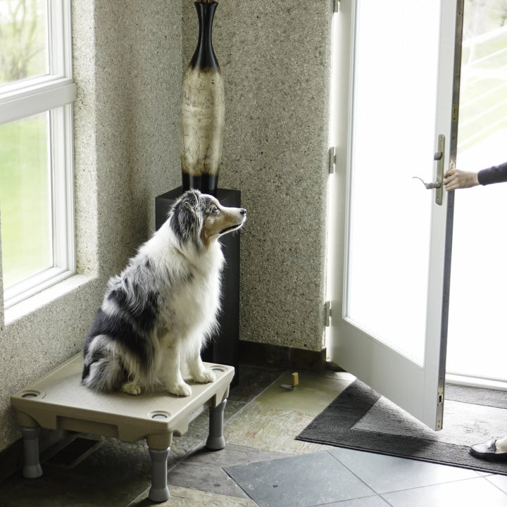 KLIMB Dog Training Platform - The Ultimate Dog Training Tool used during a German Shorthaired Pointer training session. Ideal for professional bird dog training and upland hunting dogs retrieving game. Perfect gear for puppy training courses demonstration.