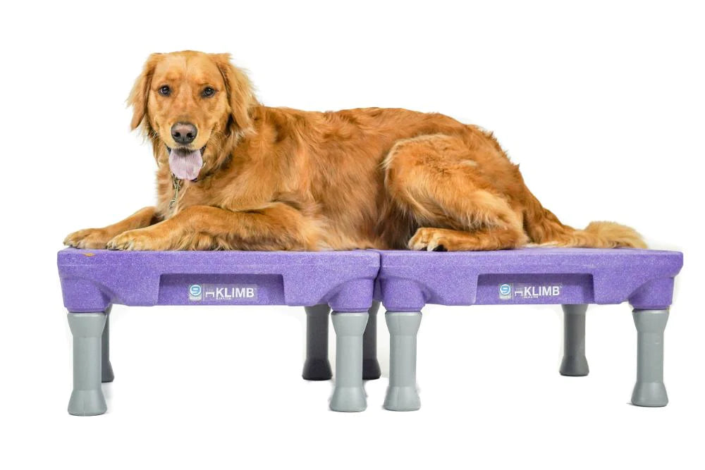 KLIMB Dog Training Platform - The Ultimate Dog Training Tool used during a German Shorthaired Pointer training session. Ideal for professional bird dog training and upland hunting dogs retrieving game. Perfect gear for puppy training courses demonstration.