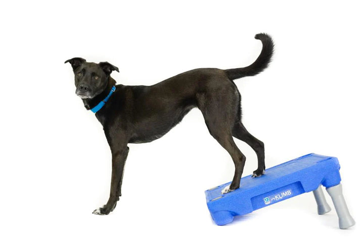 KLIMB Dog Training Platform - The Ultimate Dog Training Tool used during a German Shorthaired Pointer training session. Ideal for professional bird dog training and upland hunting dogs retrieving game. Perfect gear for puppy training courses demonstration.