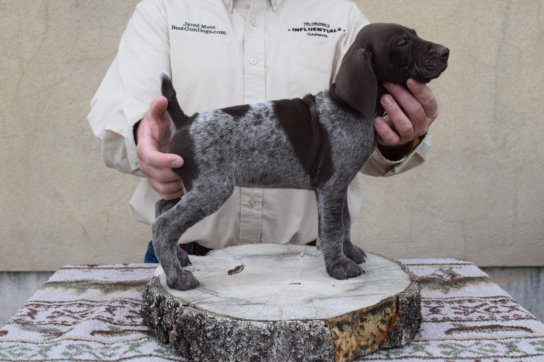 Puppy Deposit showing a person holding a German Shorthaired Pointer puppy on a wooden stump for evaluation.