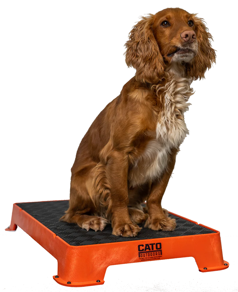 Cato Board Dog Training Platform – The Ultimate Place Board for Dogs used during a German Shorthaired Pointer training session. Ideal for professional bird dog training and upland hunting dogs retrieving game. Perfect gear for puppy training courses demonstration.