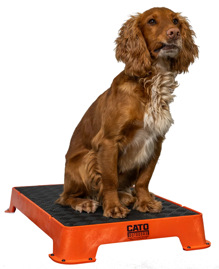 Cato Board Dog Training Platform – The Ultimate Place Board for Dogs used during a German Shorthaired Pointer training session. Ideal for professional bird dog training and upland hunting dogs retrieving game. Perfect gear for puppy training courses demonstration.