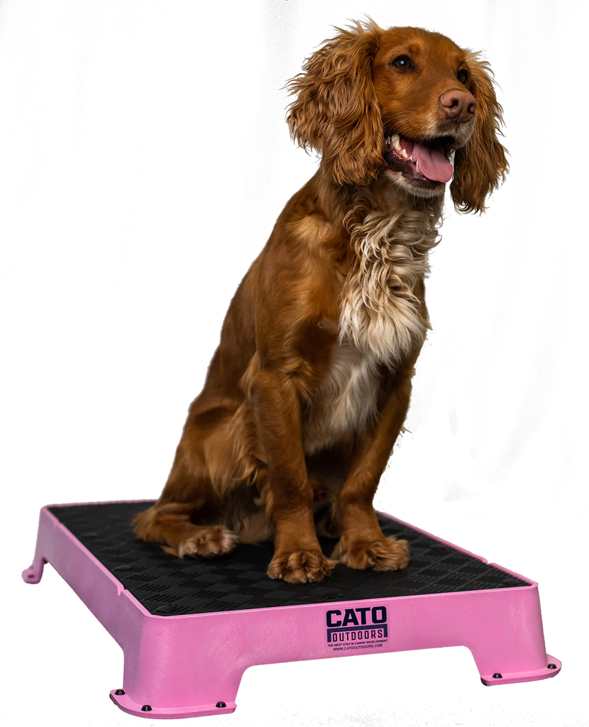 Cato Board Dog Training Platform – The Ultimate Place Board for Dogs used during a German Shorthaired Pointer training session. Ideal for professional bird dog training and upland hunting dogs retrieving game. Perfect gear for puppy training courses demonstration.
