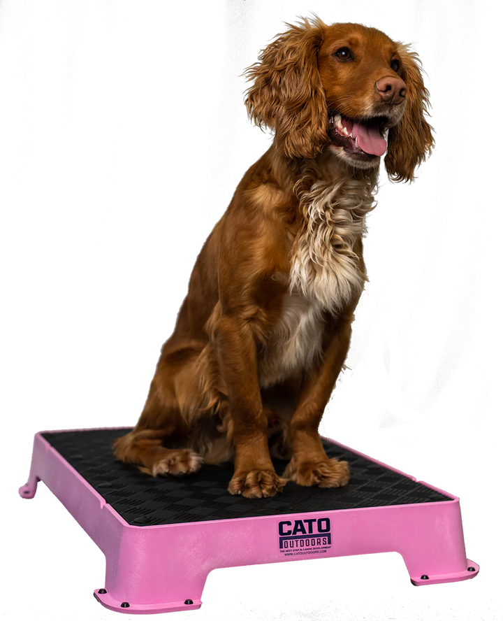 Cato Board Dog Training Platform – The Ultimate Place Board for Dogs used during a German Shorthaired Pointer training session. Ideal for professional bird dog training and upland hunting dogs retrieving game. Perfect gear for puppy training courses demonstration.