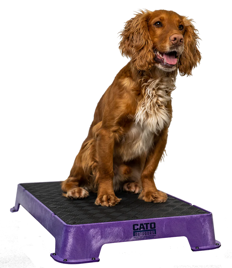 Cato Board Dog Training Platform – The Ultimate Place Board for Dogs used during a German Shorthaired Pointer training session. Ideal for professional bird dog training and upland hunting dogs retrieving game. Perfect gear for puppy training courses demonstration.