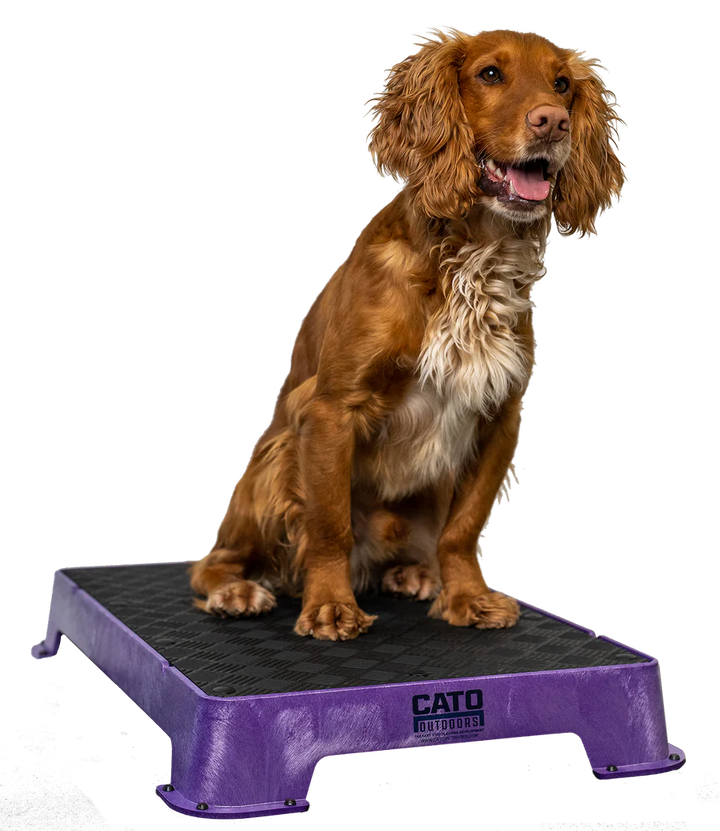 Cato Board Dog Training Platform – The Ultimate Place Board for Dogs used during a German Shorthaired Pointer training session. Ideal for professional bird dog training and upland hunting dogs retrieving game. Perfect gear for puppy training courses demonstration.