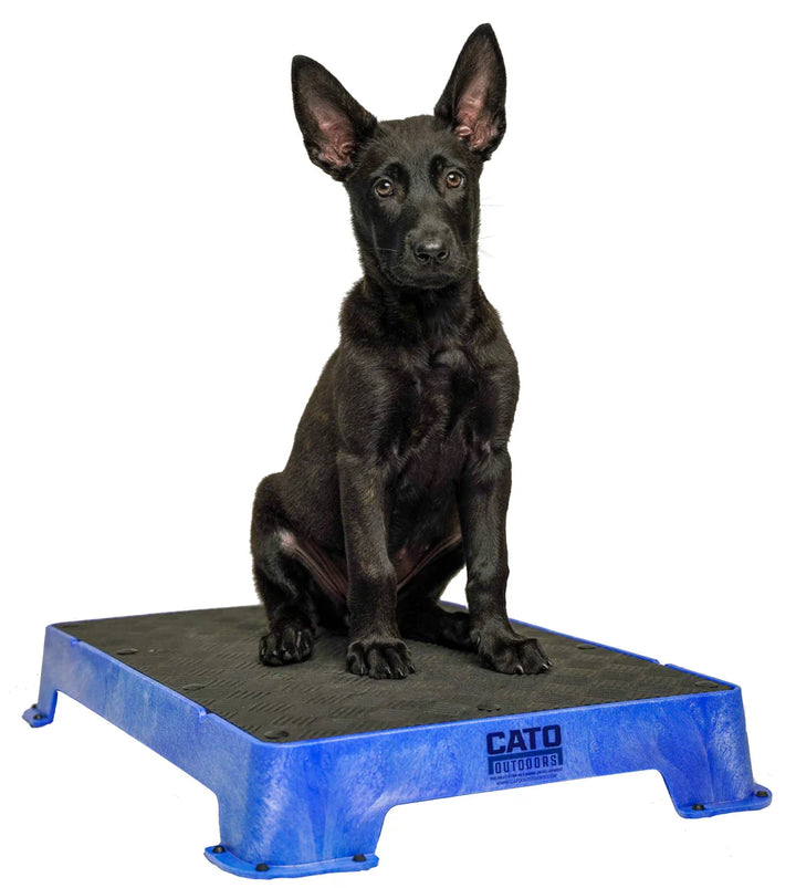 Cato Board Dog Training Platform – The Ultimate Place Board for Dogs used during a German Shorthaired Pointer training session. Ideal for professional bird dog training and upland hunting dogs retrieving game. Perfect gear for puppy training courses demonstration.