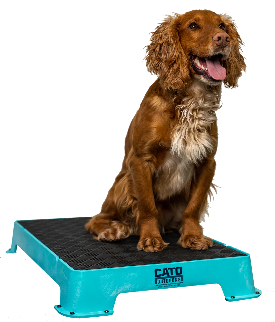 Cato Board Dog Training Platform – The Ultimate Place Board for Dogs used during a German Shorthaired Pointer training session. Ideal for professional bird dog training and upland hunting dogs retrieving game. Perfect gear for puppy training courses demonstration.