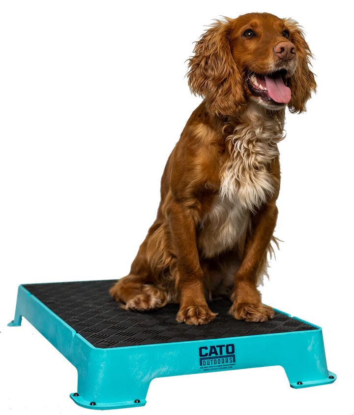 Cato Board Dog Training Platform – The Ultimate Place Board for Dogs used during a German Shorthaired Pointer training session. Ideal for professional bird dog training and upland hunting dogs retrieving game. Perfect gear for puppy training courses demonstration.