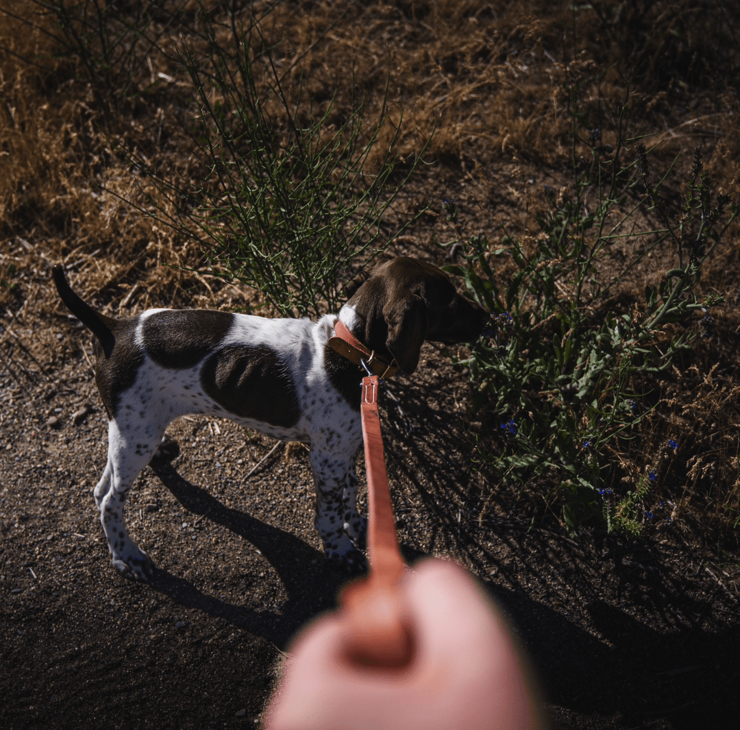 Premium Handcrafted 4' Leather Dog Leash - Durable & Stylish for Outdoor Adventures used during a German Shorthaired Pointer training session. Ideal for professional bird dog training and upland hunting dogs retrieving game. Perfect gear for puppy training courses demonstration.