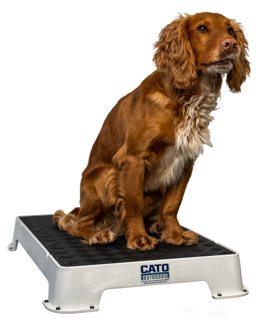 Cato Board Dog Training Platform – The Ultimate Place Board for Dogs used during a German Shorthaired Pointer training session. Ideal for professional bird dog training and upland hunting dogs retrieving game. Perfect gear for puppy training courses demonstration.