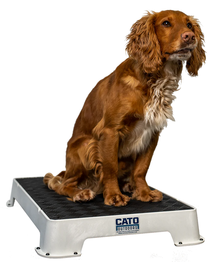 Cato Board Dog Training Platform – The Ultimate Place Board for Dogs used during a German Shorthaired Pointer training session. Ideal for professional bird dog training and upland hunting dogs retrieving game. Perfect gear for puppy training courses demonstration.
