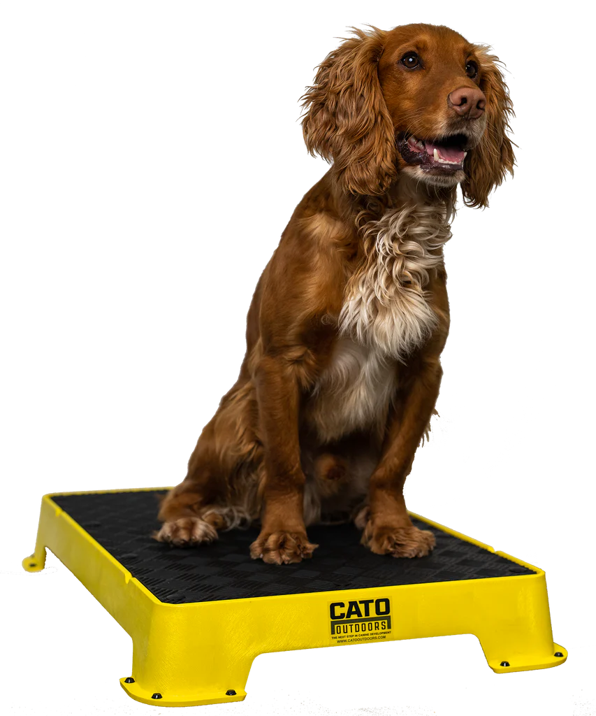 Cato Board Dog Training Platform – The Ultimate Place Board for Dogs used during a German Shorthaired Pointer training session. Ideal for professional bird dog training and upland hunting dogs retrieving game. Perfect gear for puppy training courses demonstration.