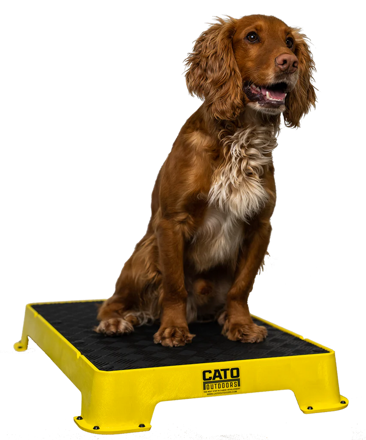 Cato Board Dog Training Platform – The Ultimate Place Board for Dogs used during a German Shorthaired Pointer training session. Ideal for professional bird dog training and upland hunting dogs retrieving game. Perfect gear for puppy training courses demonstration.