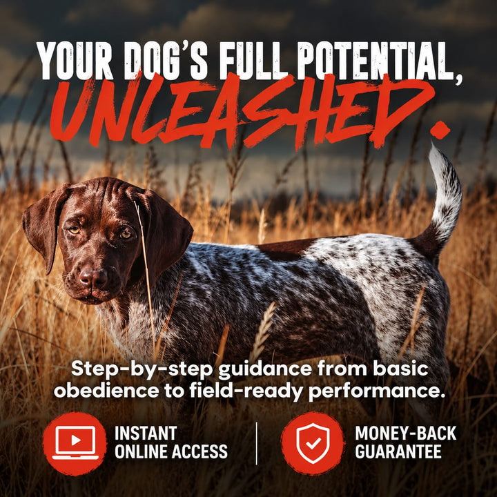 Best Gun Dogs Training Course