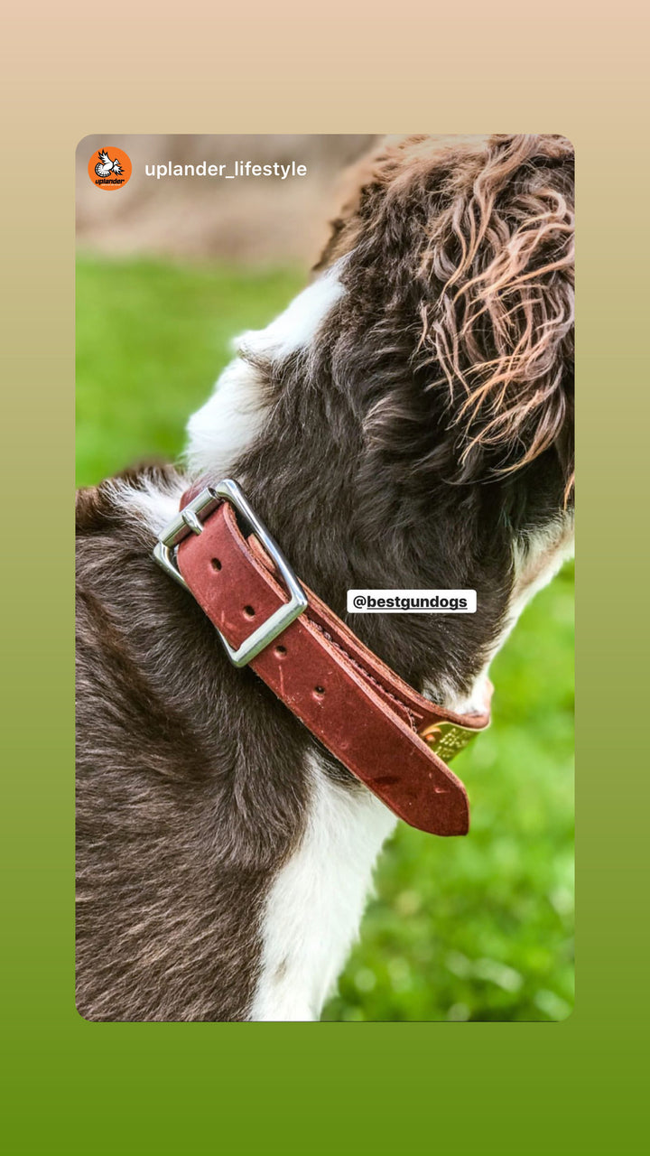 Premium Leather Dog Collar with Custom Name Plate used during a German Shorthaired Pointer training session. Ideal for professional bird dog training and upland hunting dogs retrieving game. Perfect gear for puppy training courses demonstration.