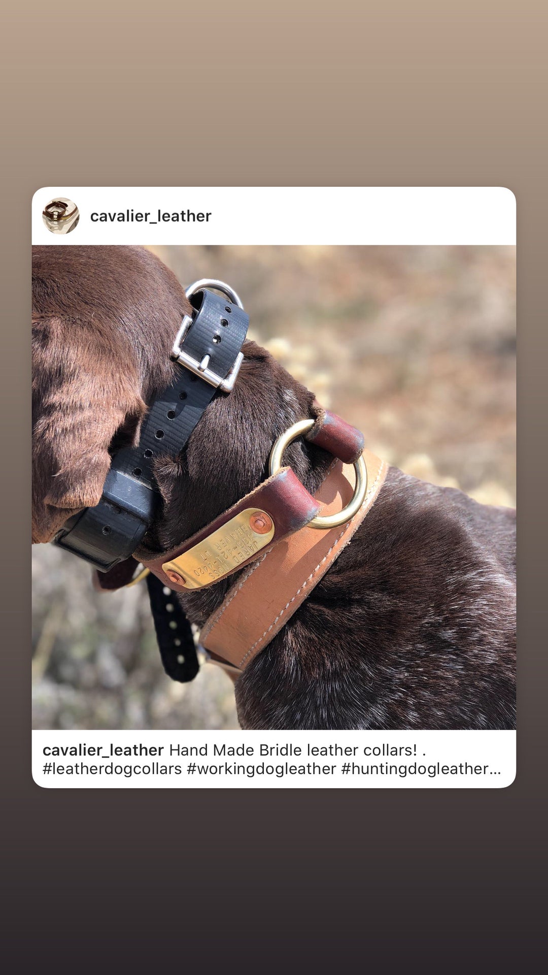 Premium English Bridle Leather Dog Collar with Custom Name Plate used during a German Shorthaired Pointer training session. Ideal for professional bird dog training and upland hunting dogs retrieving game. Perfect gear for puppy training courses demonstration.