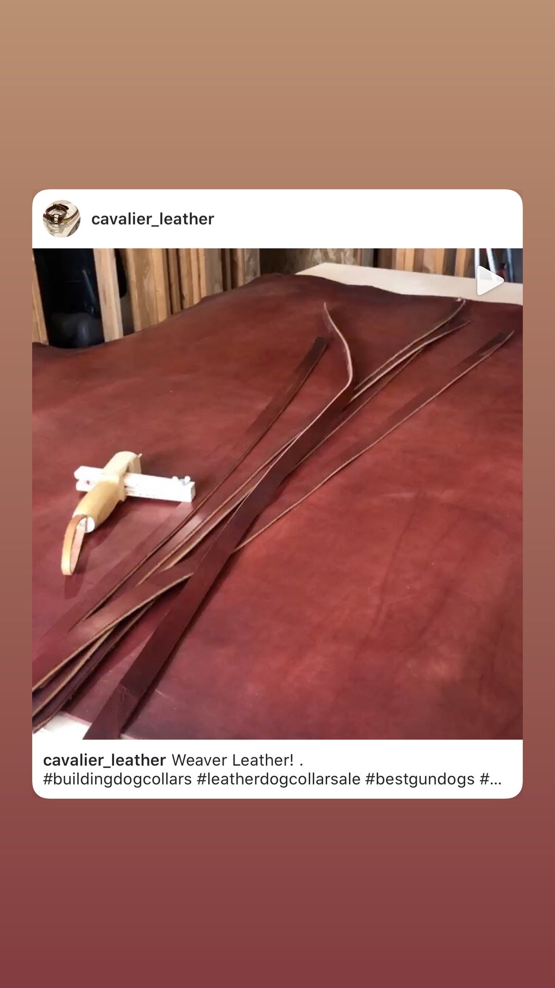 Premium Leather Dog Collar with Custom Name Plate used during a German Shorthaired Pointer training session. Ideal for professional bird dog training and upland hunting dogs retrieving game. Perfect gear for puppy training courses demonstration.